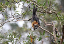 Camden Council investigates flying-fox camp