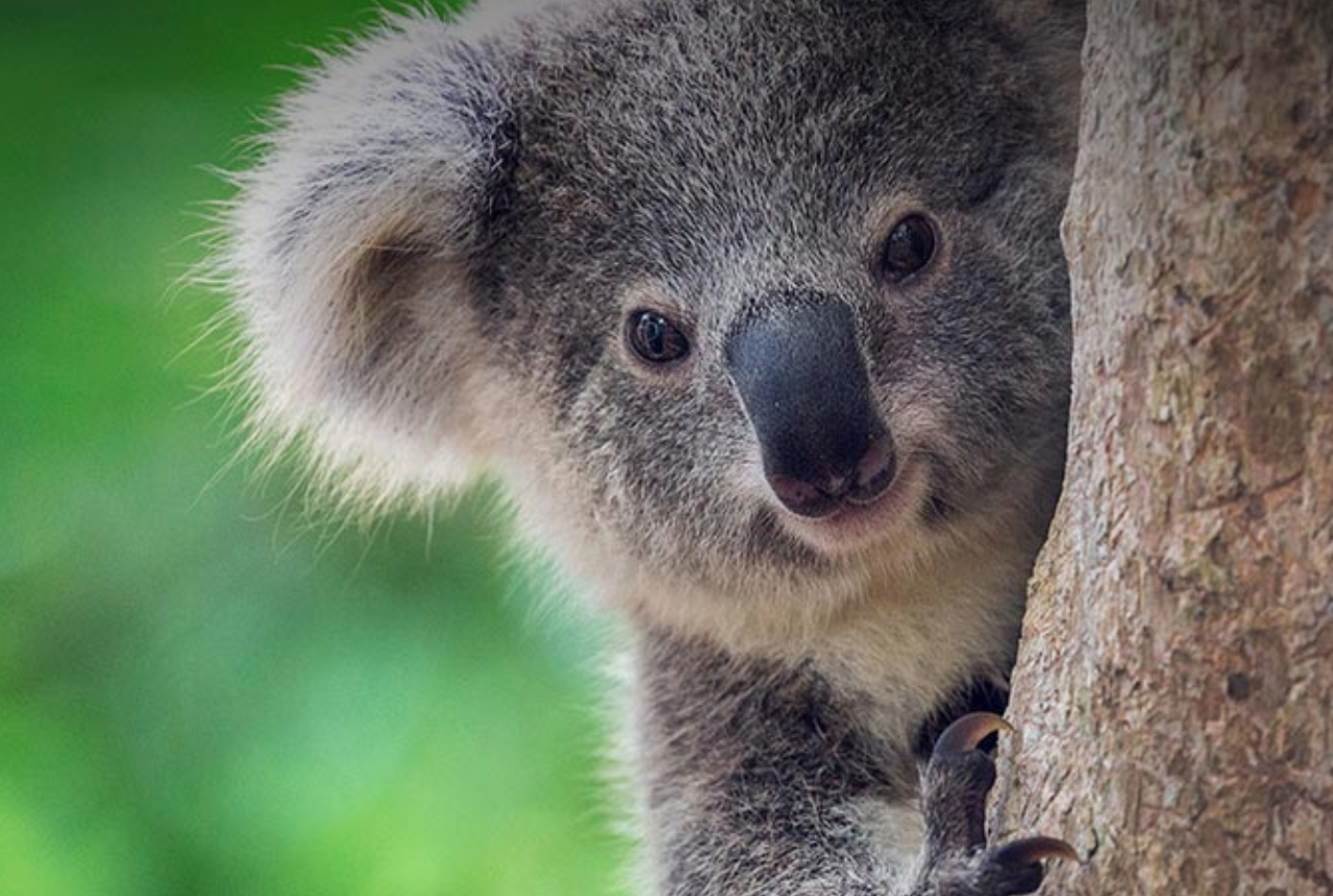 Port Stephens koala sanctuary named among state's best tourist spots -  Inside Local Government