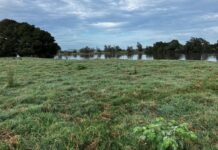 Milestone reached in Far North Coast invasive weed work