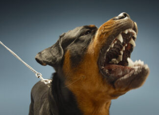 Dog owner to pay $17,000 following prosecution by Latrobe City Council