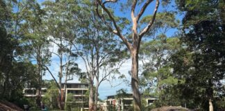 Ku-ring-gai Council highly commended for housing planning efforts