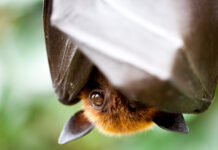 Wollongong council’s microbat removal plans take flight