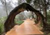 Historic reopening lights up Leura Cascades track