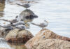 Bird flu case confirmed in Hobsons Bay