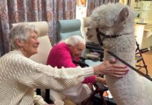 Friendly alpaca honoured at Goulburn Mulwaree Awards